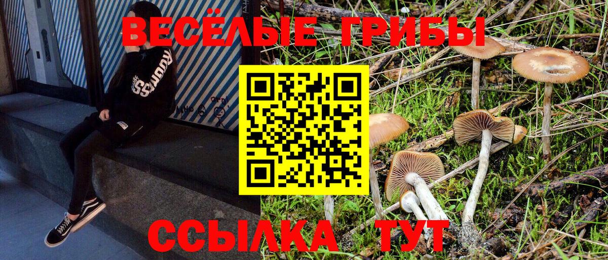 Псилоцибиновые грибы Psilocybe Серов
